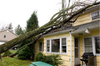 house with tree fallen on it