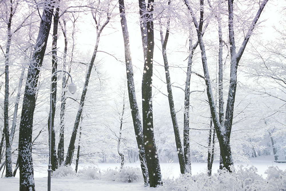 snow covered woods